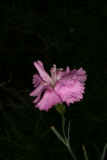 Dianthus 'Rose de Mai' RCP6-2012 028.JPG